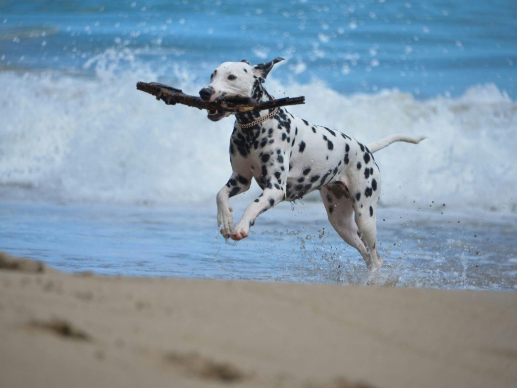 Dębki przyjazne dla psów