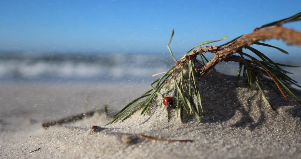 Saltacja unoszący się piasek w Dębkach